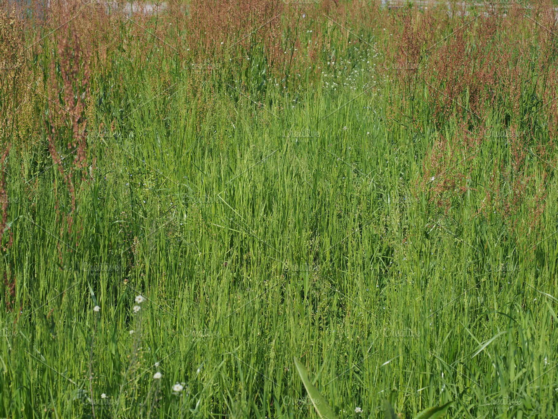 sorrel meadow scient. name Rumex acetosa, a Photo by WorldOfPhotos
