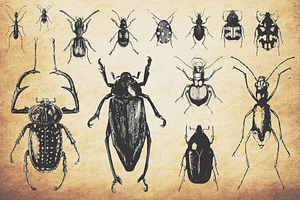 Insect Vector Graphics Bundle