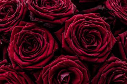Little Big Rose Stock Photo Containing Rose And Heart preview 4