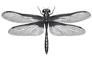 Dragonfly Detailed Vintage Engraving, an Animal Illustration by LadadikArt