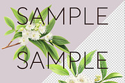 Lemon Myrtle Australian Clipart, a Decorative Illustration by Pawcasso's Portraits (Thumbnail 5 of 6)