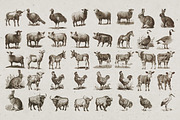 Farm Animals Illustrations, an Animal Illustration by Nocturnal Wolf (Thumbnail 10 of 14)