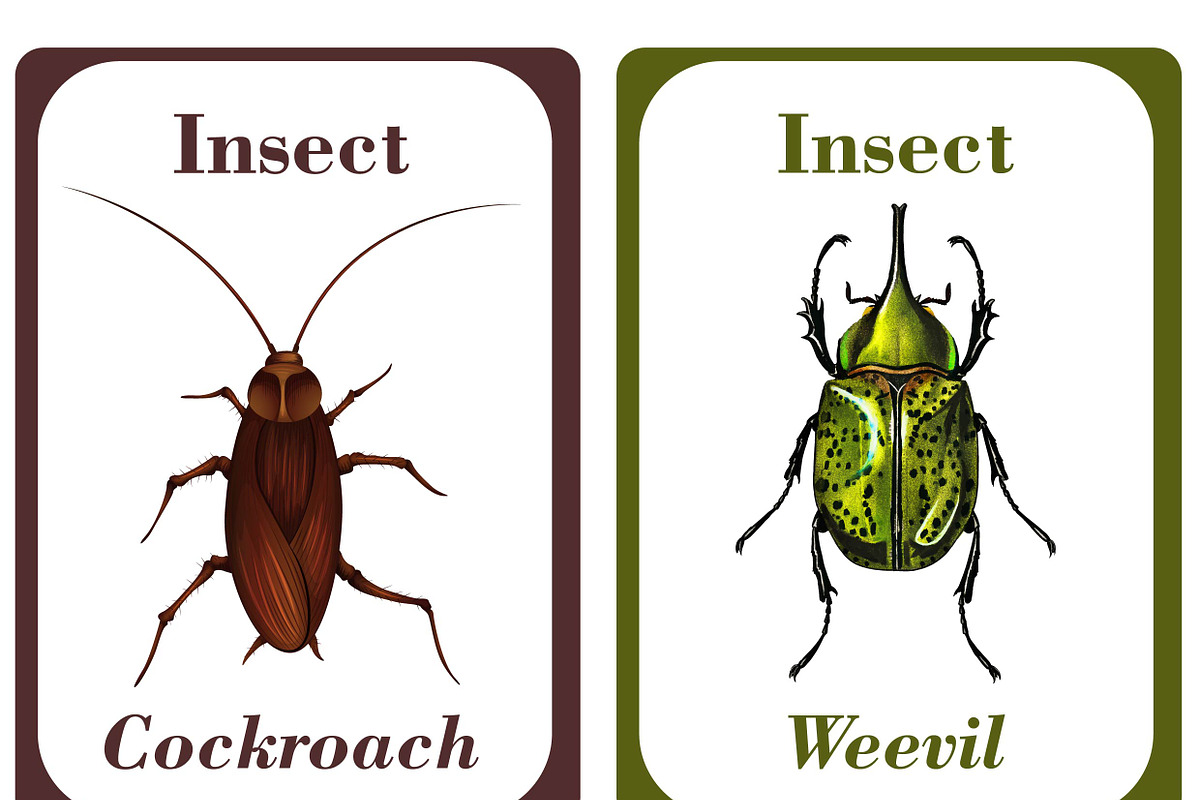 Insects Flash Cards for Kids, a Card Template by DigitalsDesigns (Photo 4 of 5)