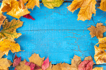 Autumn fall leaves background, a Holiday Photo by Rimma