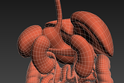 Human internal organs, a Characters & Person 3D Model by konstantin.ermolaev (Thumbnail 43 of 46)