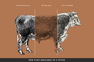 Cattle - Vintage Illustration Set