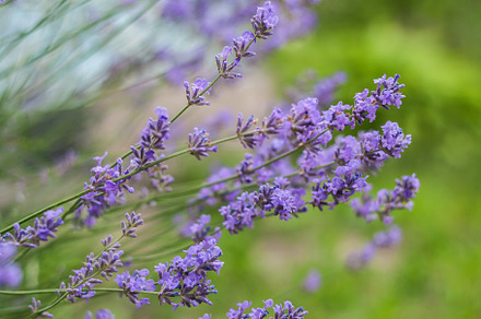 Bush with lavender flowers in blur in sunlight, a Nature Photo by TanaCh