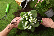 Firming Soil Around Newly Transplanted Flower, a Nature Photo by Davizro's Market (Thumbnail 1 of 2)
