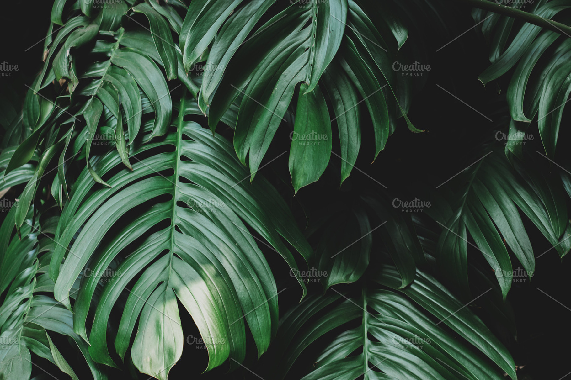Moody Dark Monstera Leaves Photo, a Nature Photo by René Jordaan Photography