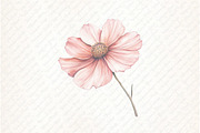 Watercolor Blush Wild Flowers, an Illustration by Watercolor design (Thumbnail 12 of 12)