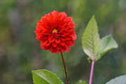 Colorful Garden Flower Photo Bundle, a Nature Photo by Silent Nature (Thumbnail 4 of 6)