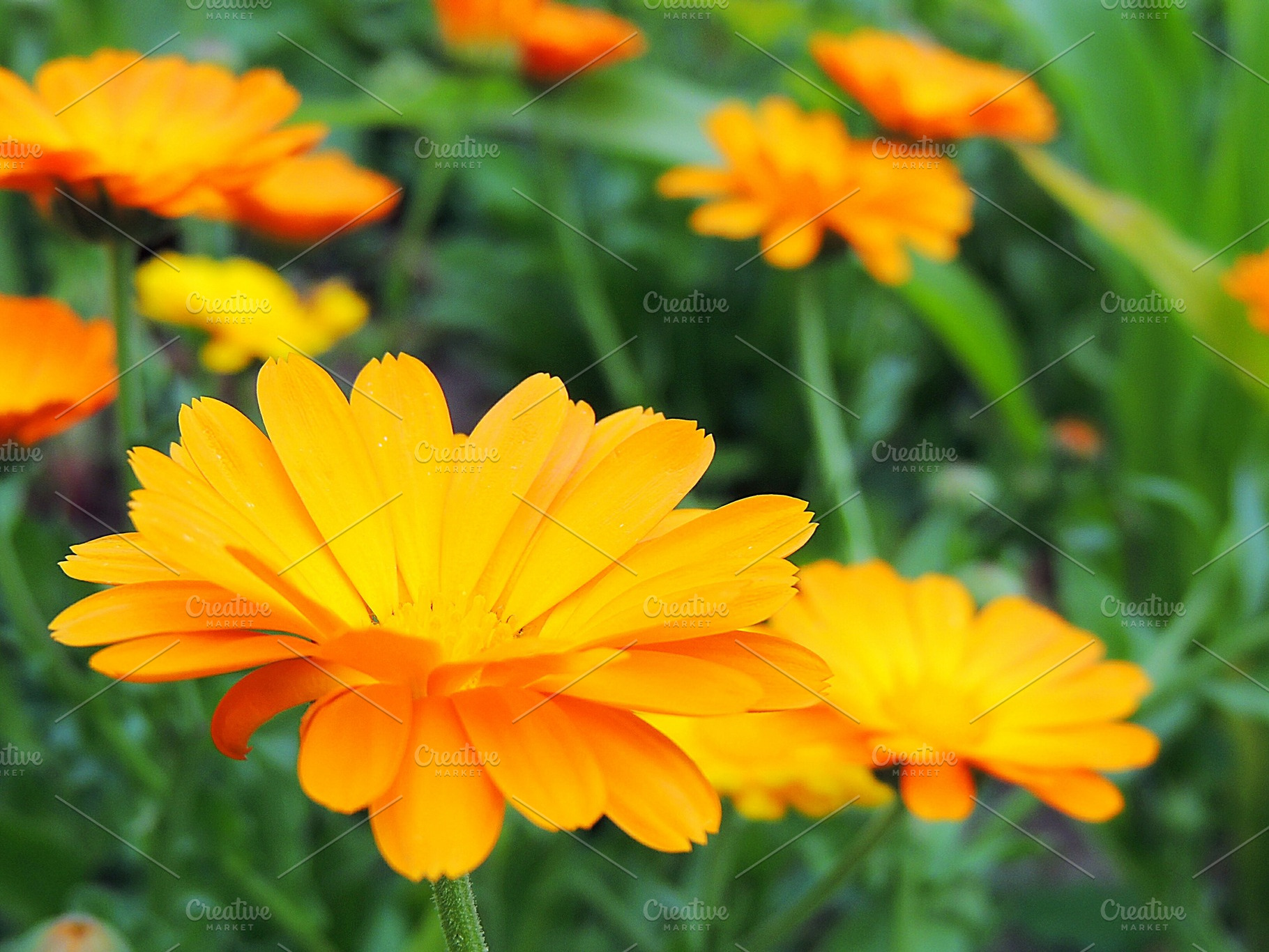 Calendula marigold flowers stock photo containing closeup and sunlight, a Nature Photo by OksanaAn