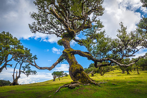 Interesting old laurel tree, a Nature Photo by Alpine Dreams