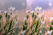 10 Meadows Lightroom Presets, a Preset Add-On by RamsaGraphi (Thumbnail 8 of 10)