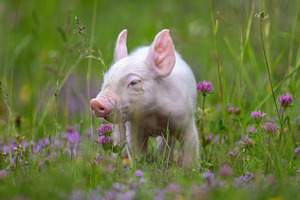 A young, pink piglet stands curiously amidst a field of lush gre, an Animal Photo by Byrdyak