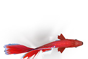 Betta Fish, an Animal 3D Model by AndrewWhite (Thumbnail 8 of 11)