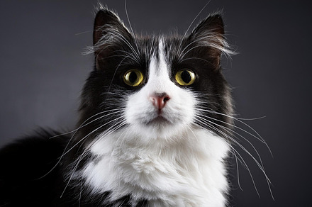black white cat pet, AI generated, a Photo by WorldPhotos