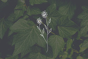 PNG + JPEG 6 Hand Drawn Wildflowers, an Illustration by Bilbie Artwork (Thumbnail 7 of 7)