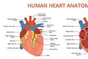 Flat human heart anatomy. Medical, an Object Illustration by YummyBuum (Thumbnail 3 of 3)