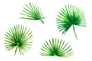 Tropical leaves watercolor, a Decorative Illustration by lilisavelieva (Thumbnail 4 of 4)