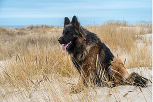 German Shepherd Dog on the beach at