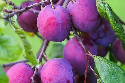 Ripe fruits on plum tree branch stock photo containing agriculture and, a Nature Photo by pictures for you