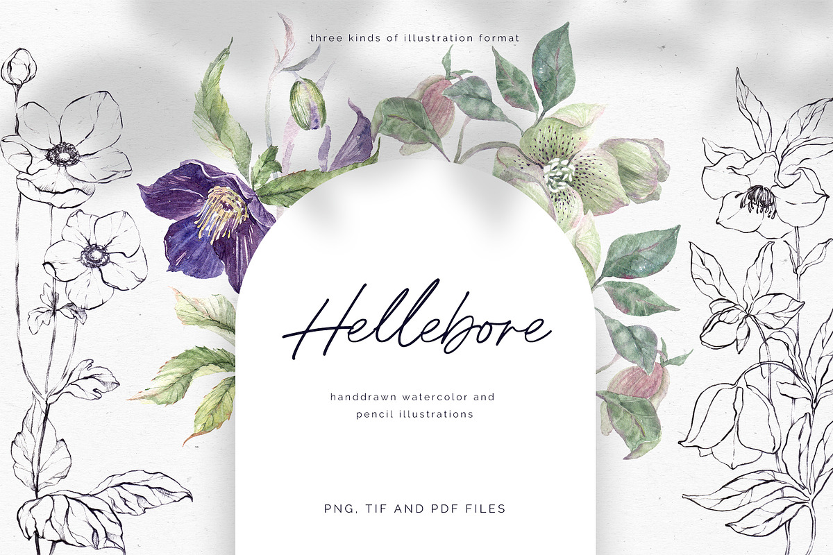 Hellebore. Pencil and watercolor, an Illustration by Tilling (Photo 1 of 6)