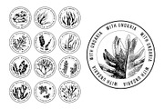 Hand drawn edible seaweeds, a Decorative Illustration by handsketched (Thumbnail 7 of 7)