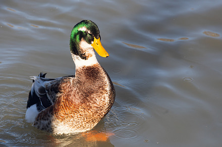 Duck, a Background Photo by Sova
