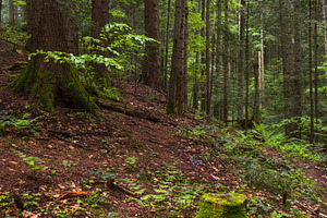 Spring mountain forest path view (Carpathians, Ukraine.)
