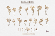 Edelweiss Watercolor Collections, an Illustration by Soir Creative (Thumbnail 4 of 5)