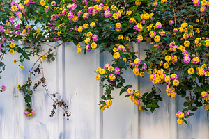 Colorful lantana flowers blooming ov, a Nature Photo by Imaginarium