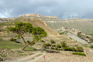 A view of a lonely tree on the road, a Nature Photo by Schreibikus