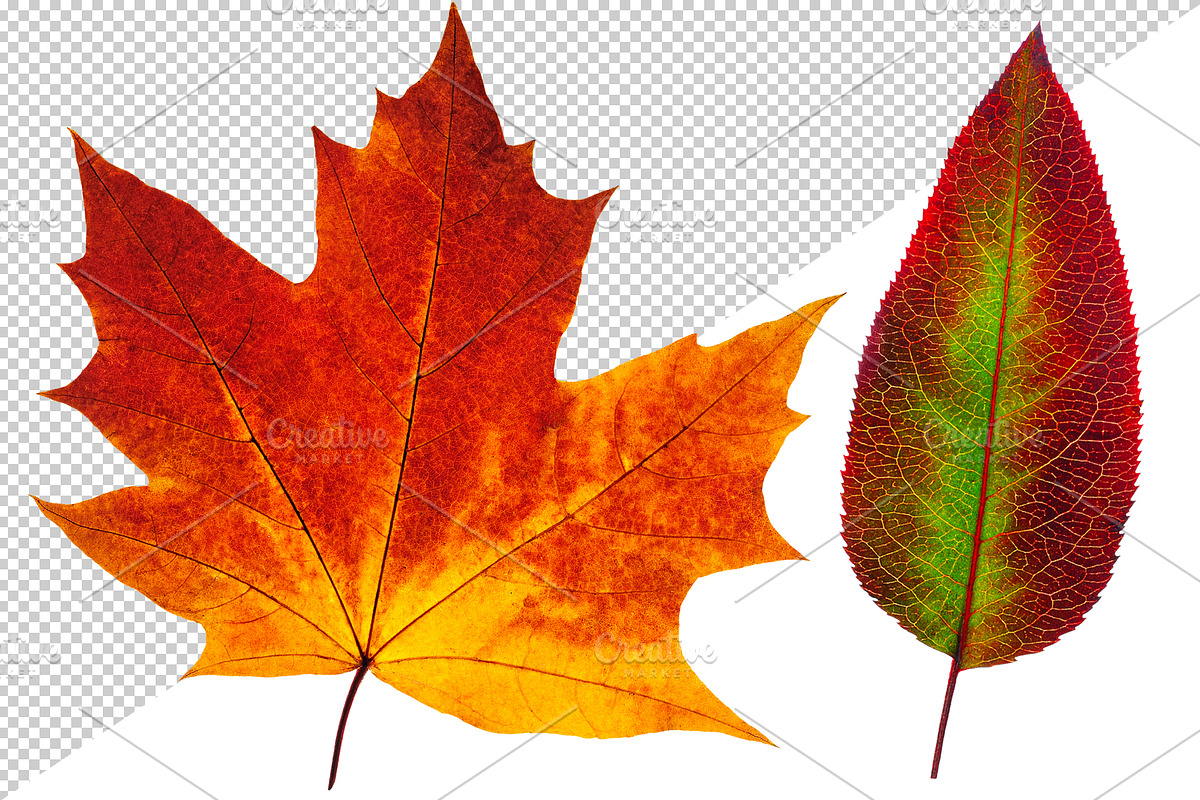 30 colorful autumn leaves, an Object Graphic by Fruits+Veggies (Photo 3 of 3)