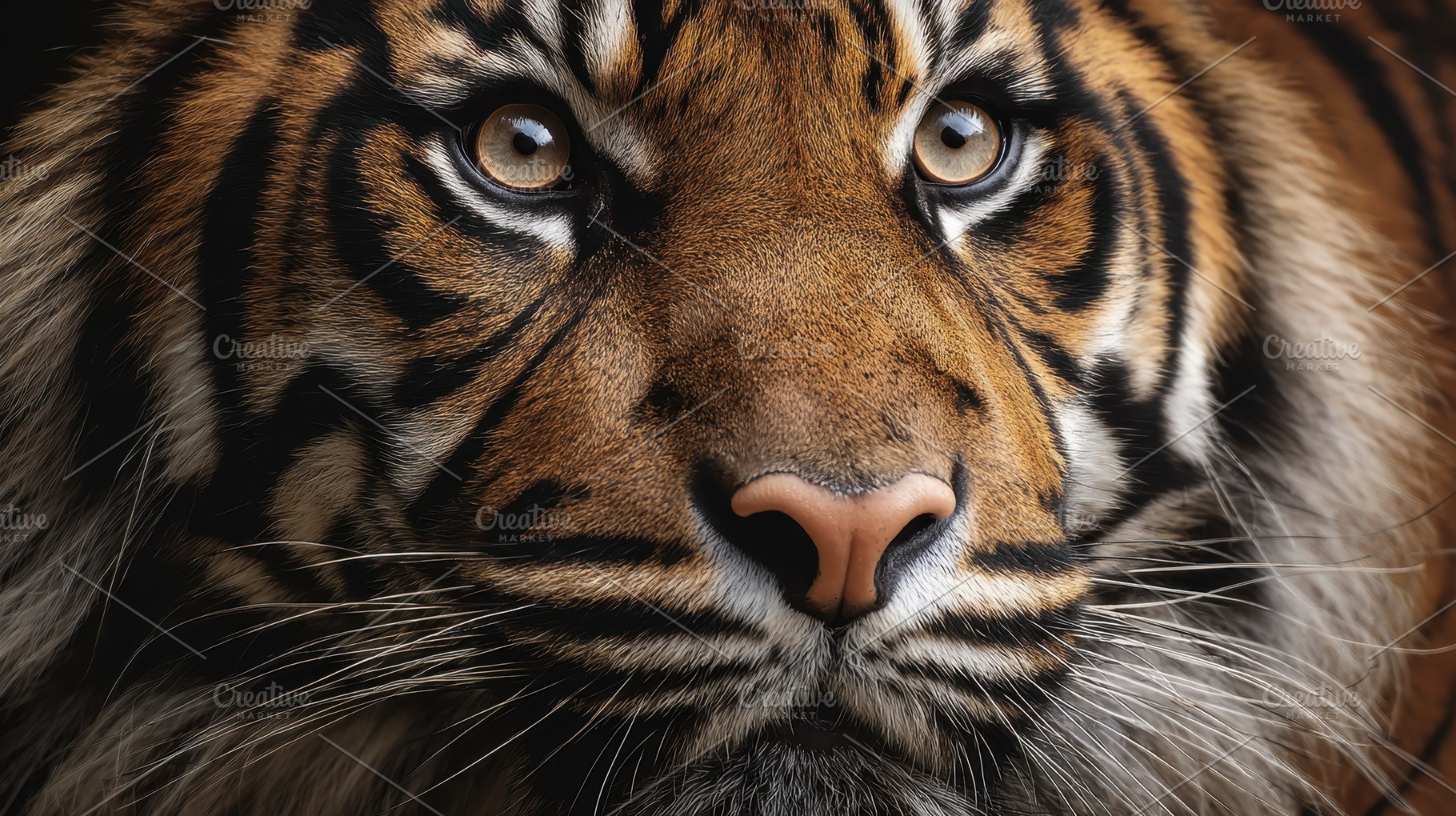 Majestic tiger portrait showcasing, a Photo by Pavel_design