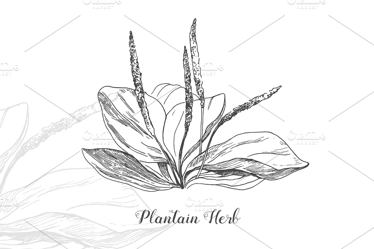 Botanical Vector Illustrations, an Illustration by FoxyImage (Photo 5 of 7)