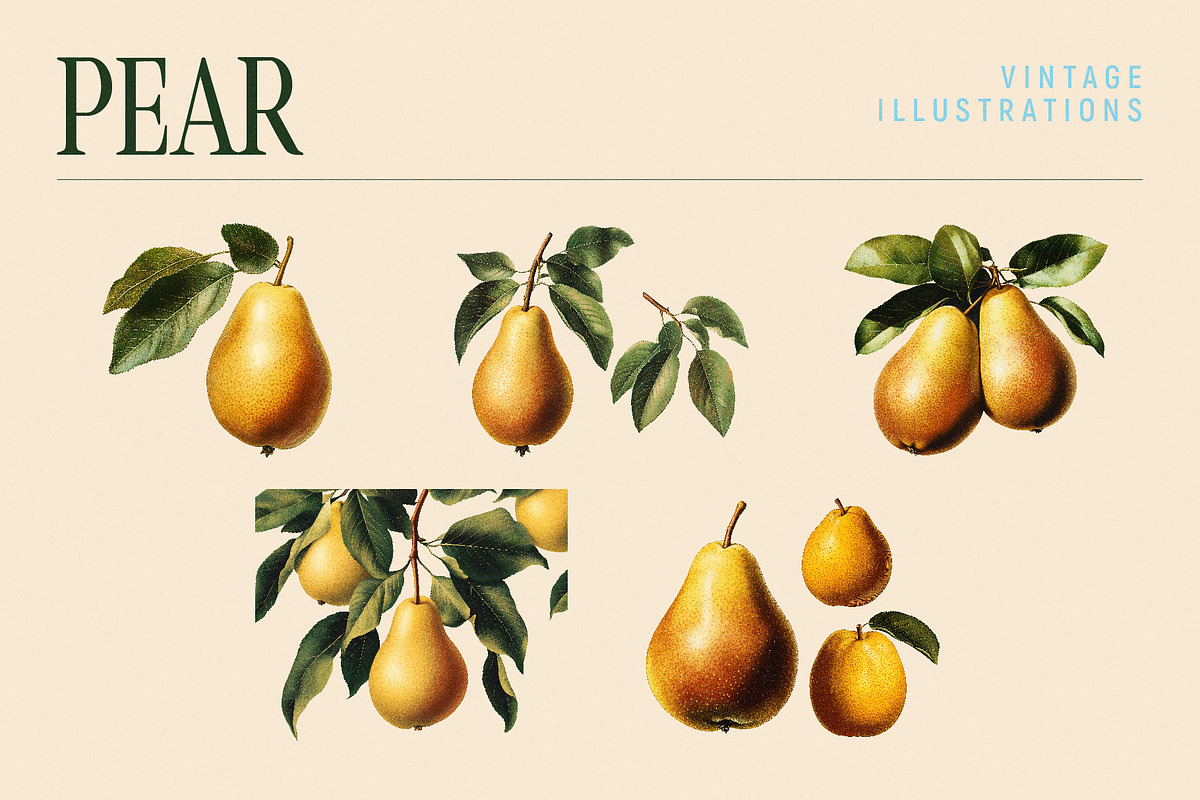 Vintage Graphic Elements_FRUITS, an Object Illustration by BOLD.Graphic (Photo 8 of 8)