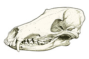 Skull, an Object Graphic by ArtOwl (Thumbnail 6 of 10)