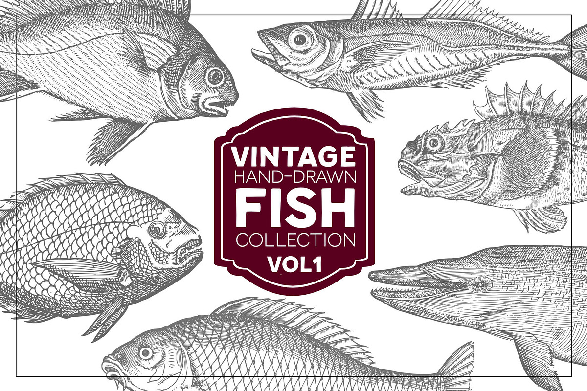 Vintage Fish Collection - vol1, an Animal Illustration by Leitmotif (Photo 1 of 4)