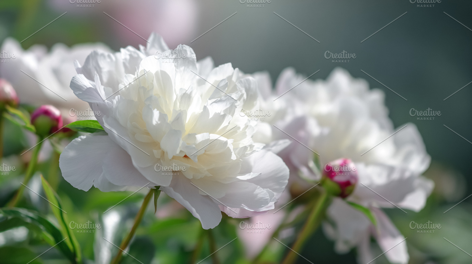 White peonies blooming in a garden, soft petals unfurling. Symbo, a Photo by Studio ANNA