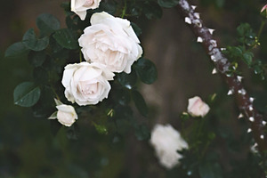 Rose garden featuring rose, floral, and flower, a Nature Photo by BrightShadow Photo Art