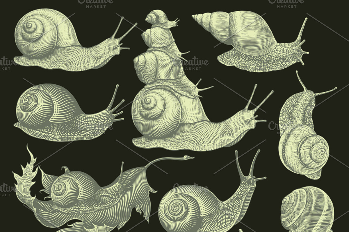 Design set Snails. Vector engraving, an Animal Illustration by Vector Engraving (Photo 3 of 4)