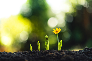 plant seeding growing step concept i