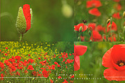 Poppies Photo Set, a Templates & Theme by Auberjean (Thumbnail 2 of 2)