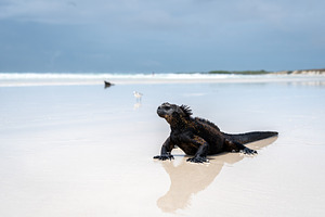 Marine iguana basking on Tortuga Bay beach, Galapagos, Ecuador, a Nature Photo by GoodGoods