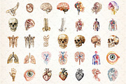 Antique Anatomy Overlays Set, an Illustration by DreamCafeArt (Thumbnail 2 of 7)