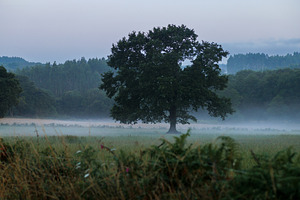 Misty Morning Landscape with Solitary Tree, Camino de Santiago,