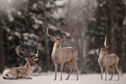 10 - Christmas Deer PNG Overlays, an Object Graphic by DareToDream (Thumbnail 2 of 4)
