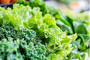 Fresh green lettuce leaves displayed, a Food & Drink Photo by Lermont51