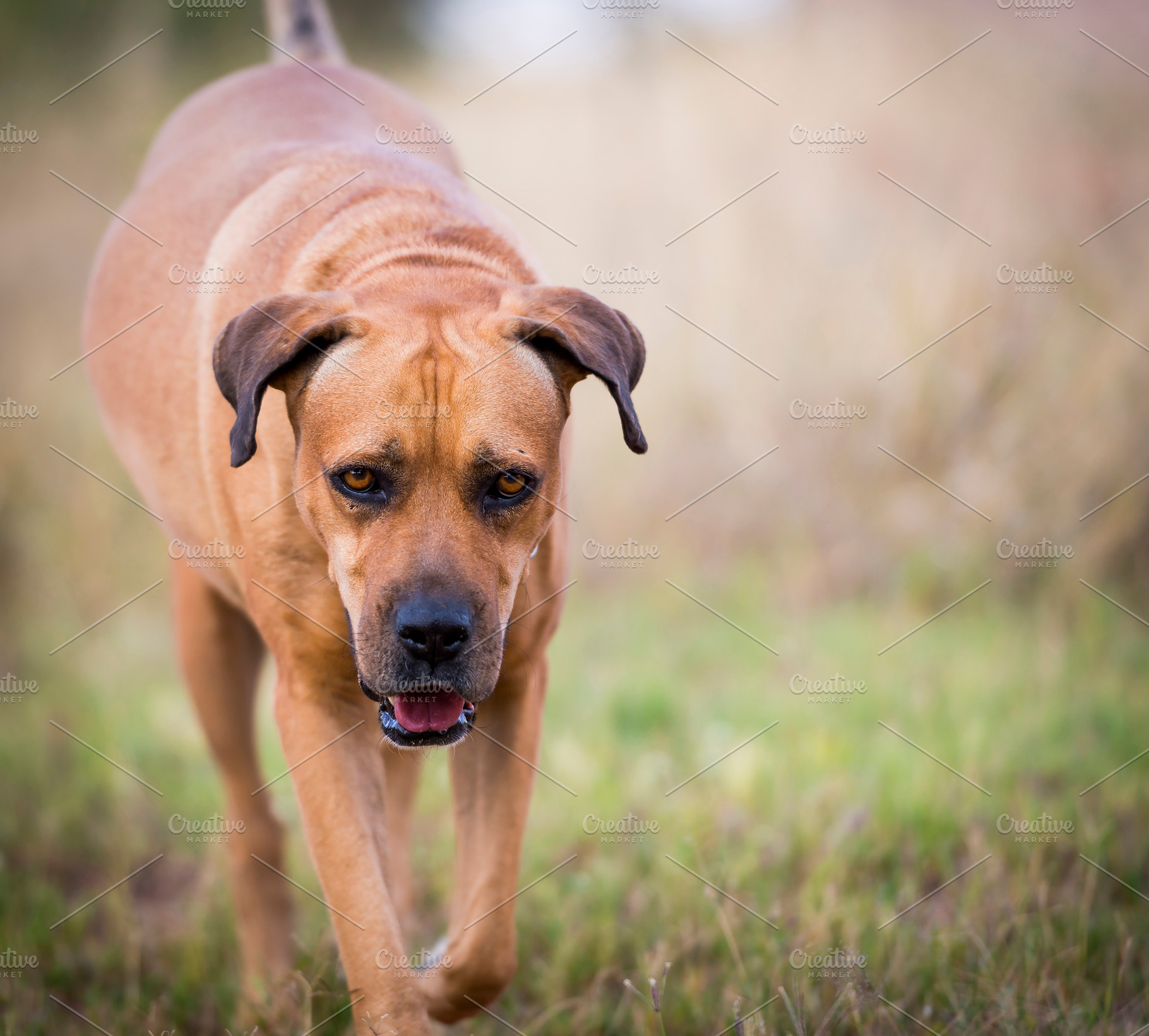 Boerboel Dog, an Animal Photo by THP Creative